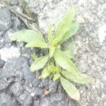 雑草魂