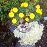 インフルエンザ流行警報