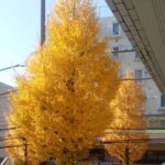 落ち葉との戦い