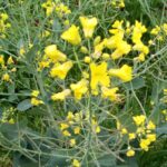 FM（フォース・マジュール）宣言